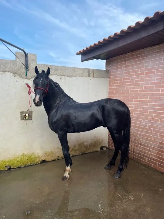 Cavalo MM Pra negócio  - Foto 4