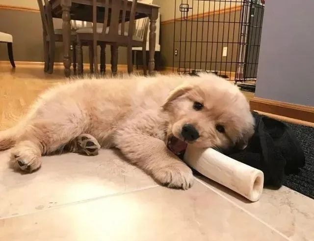Golden Retriever ele e o senhor da fofice 
