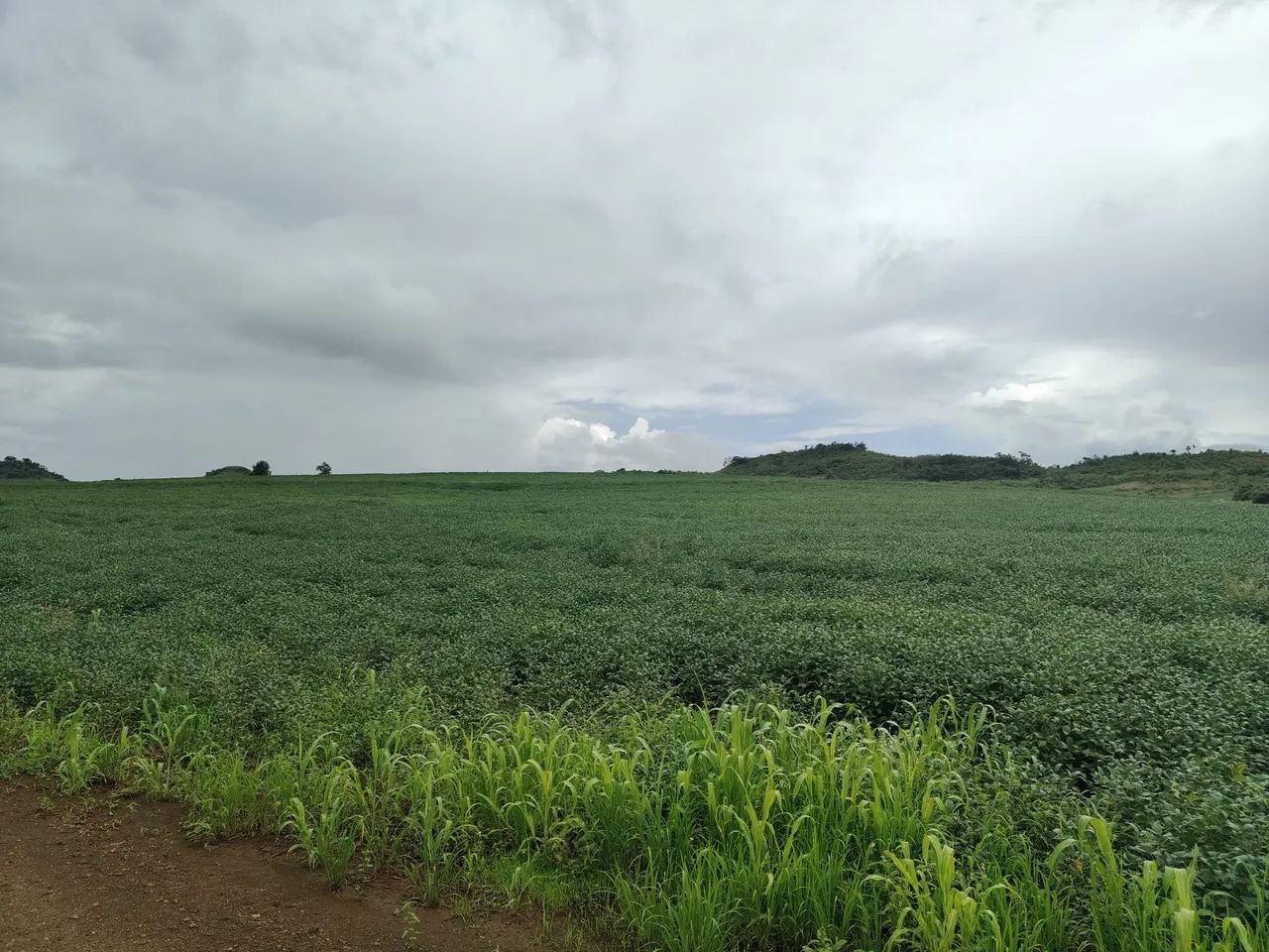 Sítio  de 39 alqueiro em Asai-Pr - Foto 2