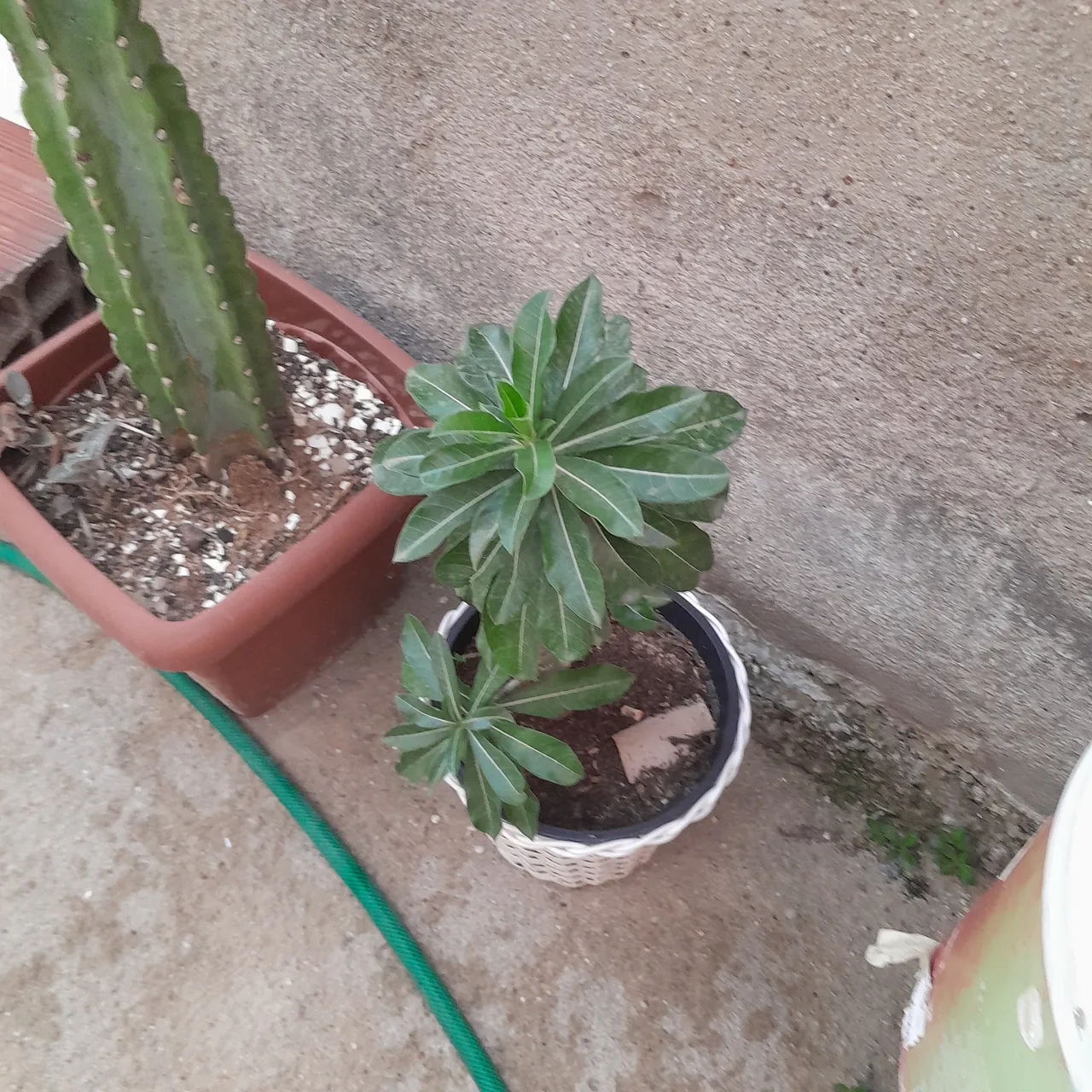 Muda de Planta Ornamental