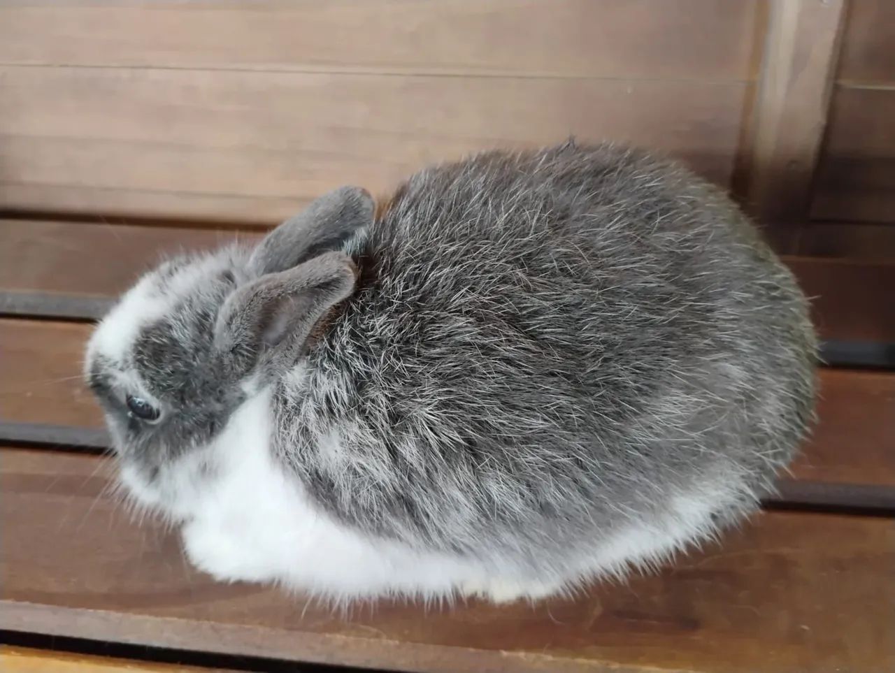 Super promoção de coelho anão netherland dwarf - Foto 4