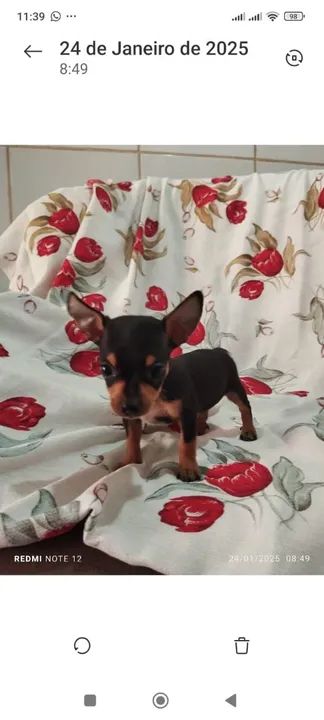 Pinscher macho número 1 valor r$ 800 - Foto 3