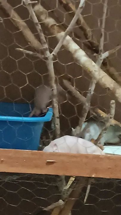 Doação ratos Twister adultos  - Foto 3