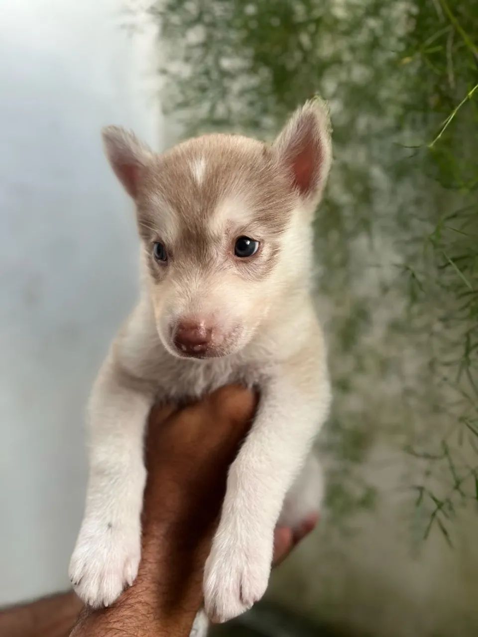 Lindos filhotes de Husky siberiano  - Foto 4