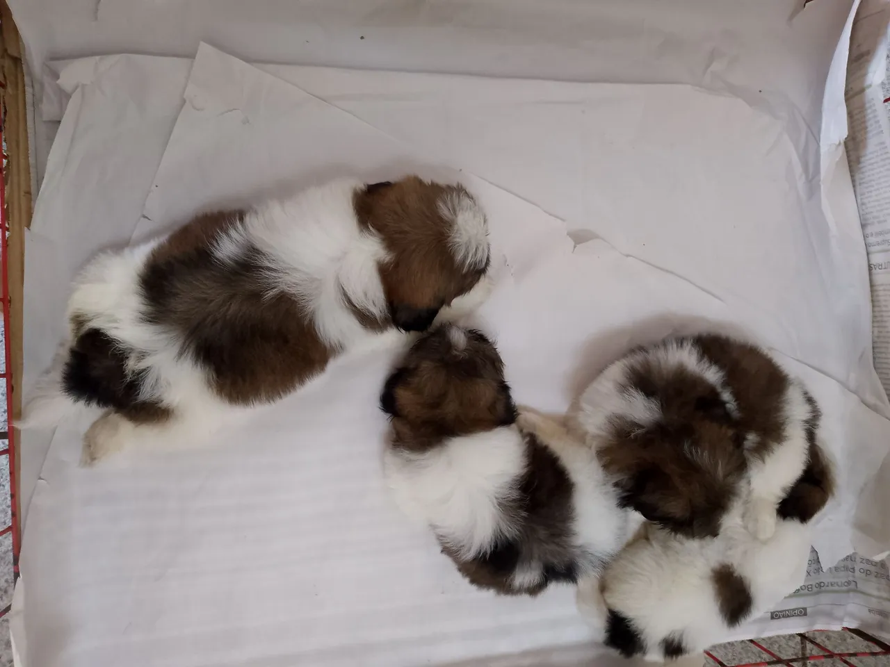 Filhotes Shih Tzu