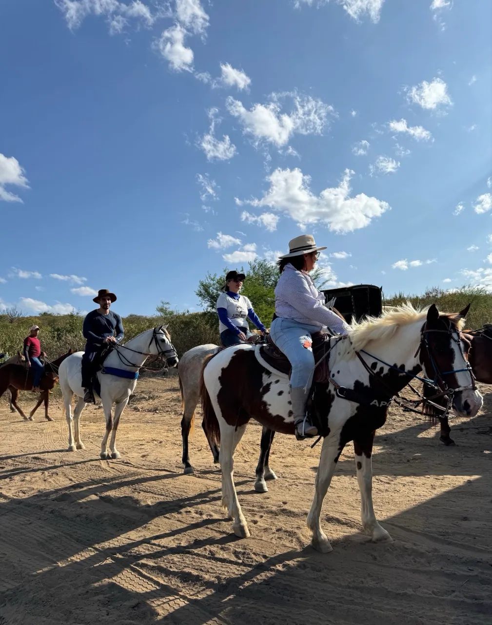 Cavalo pampo - Foto 6