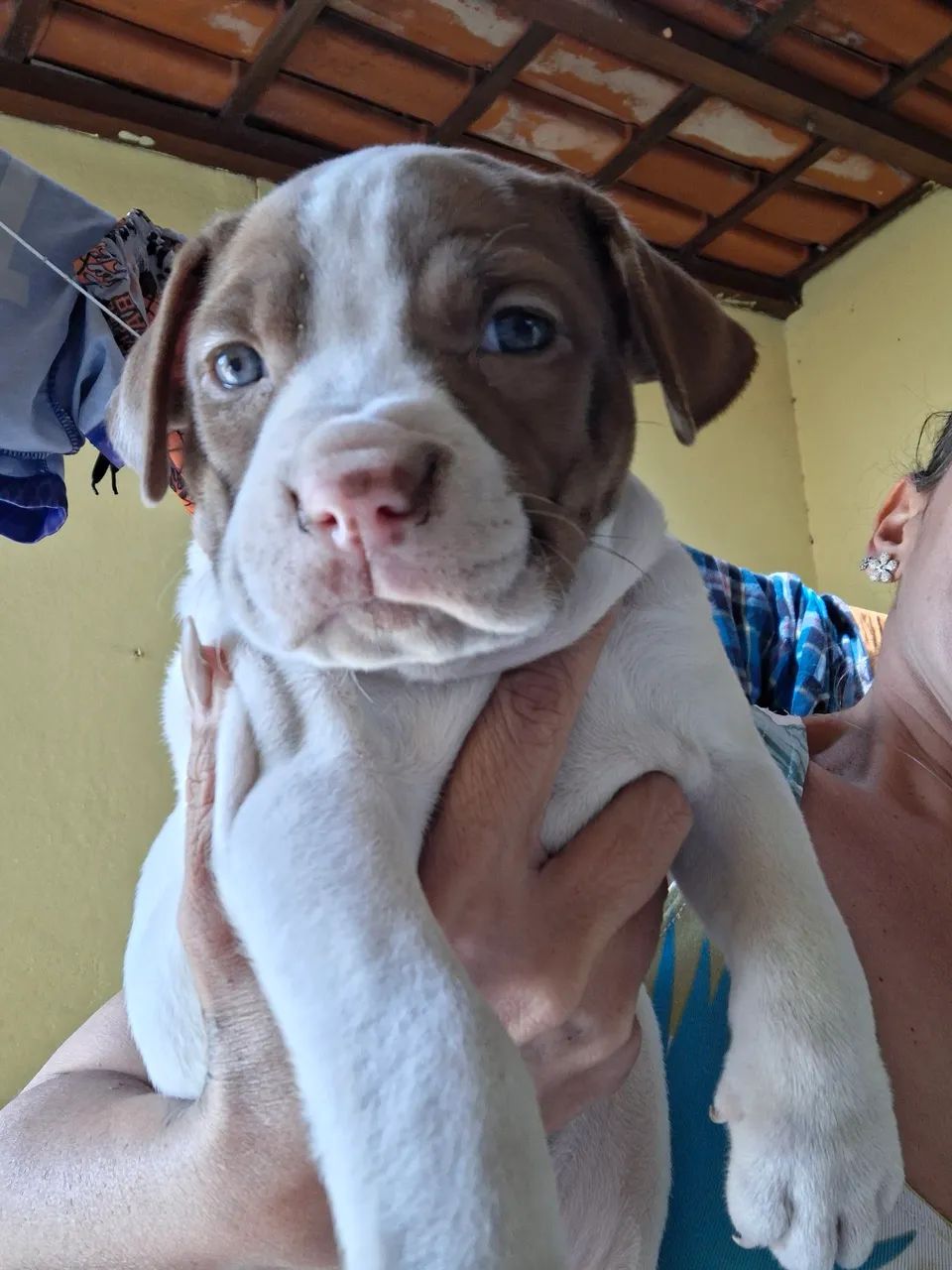 Pitbull RedNose legítimo  - Foto 4