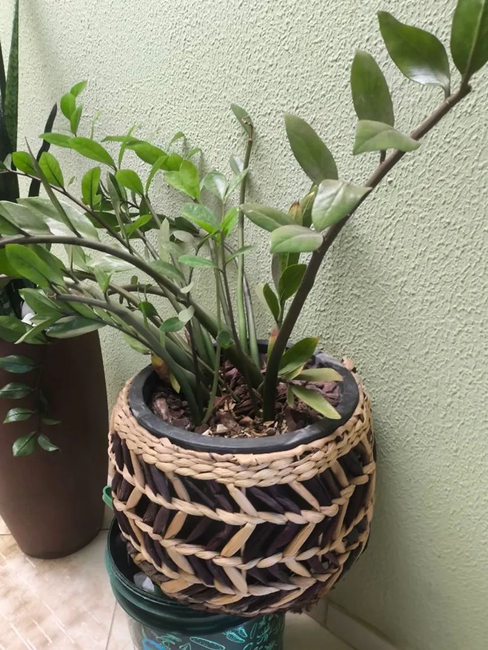 Planta japonesa  - Foto 3