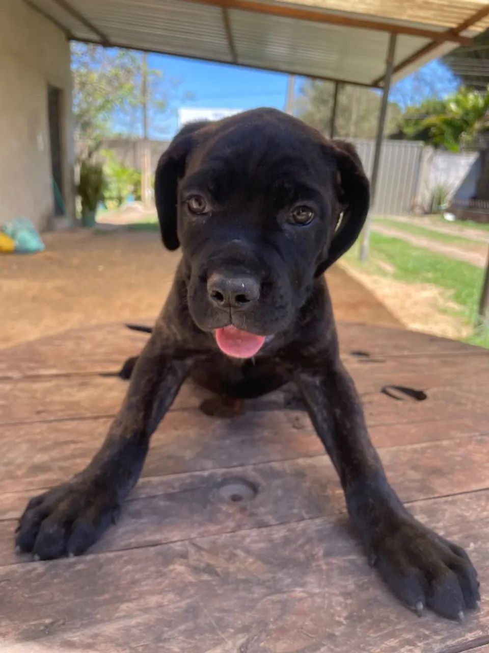 Fêmea e macho de Cane Corso, casal  - Foto 4