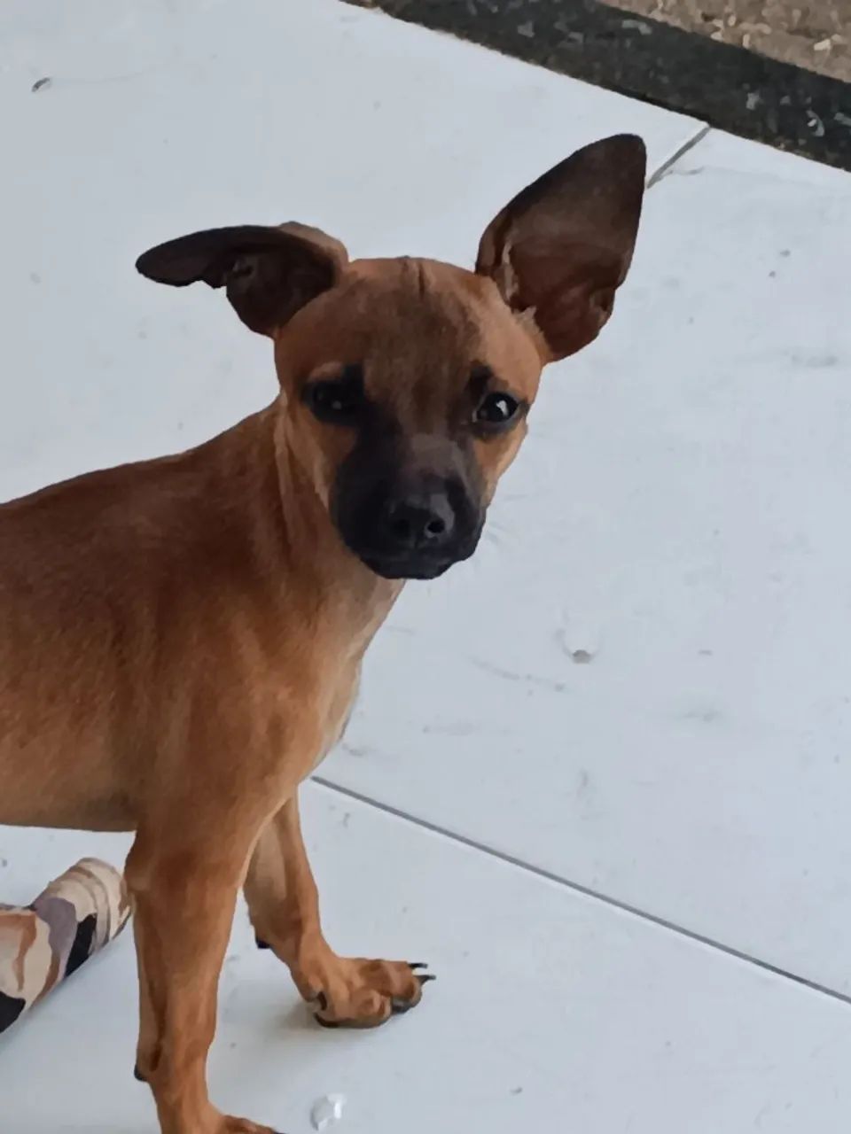 Pinscher  - Foto 3