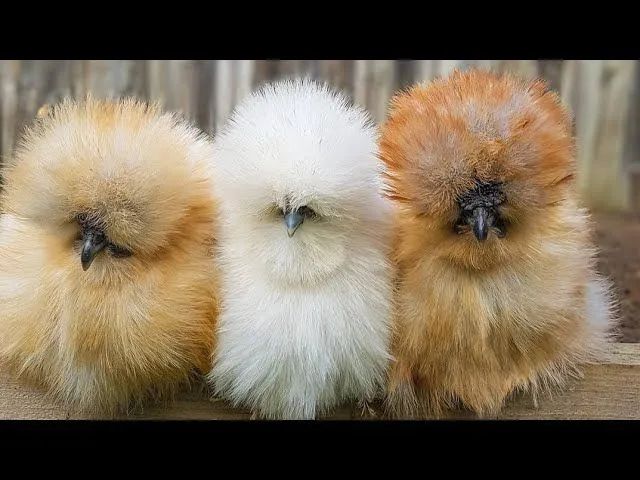 Galinha Sedosa Raça Exótica  - Foto 3