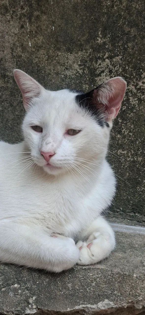 Doação de Gato Macho Castrado