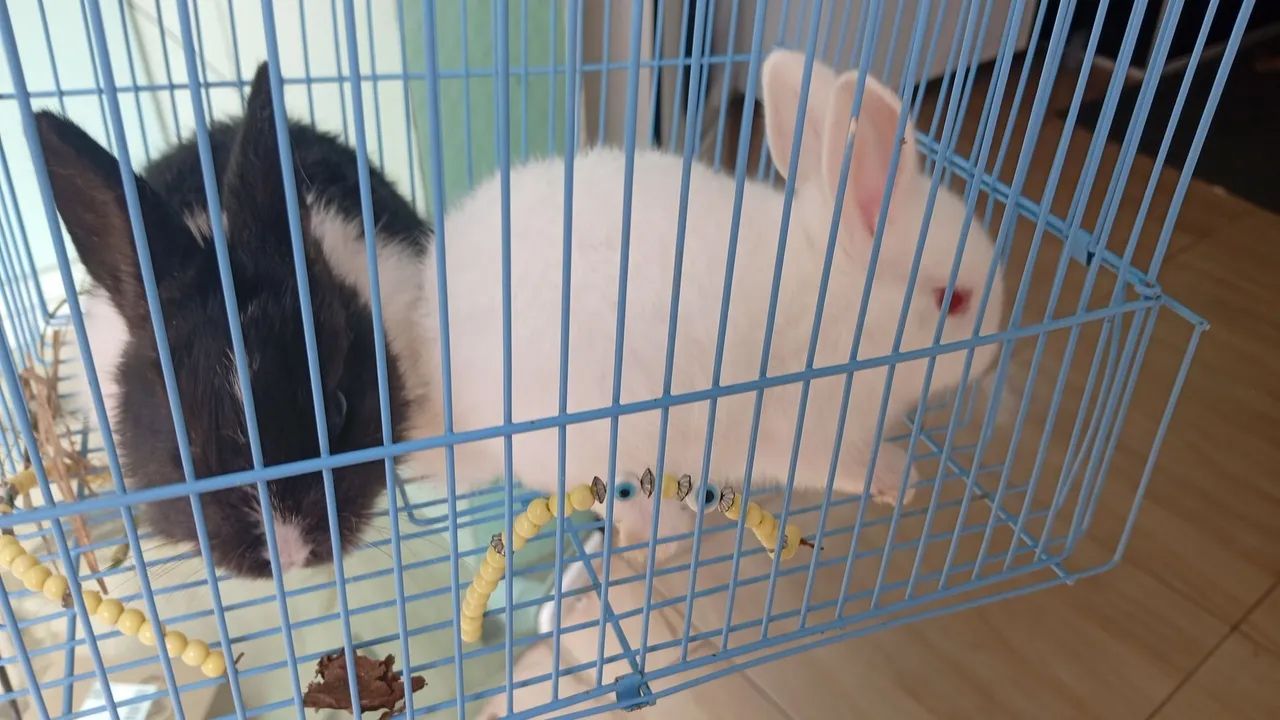 Coelhos  - Foto 2