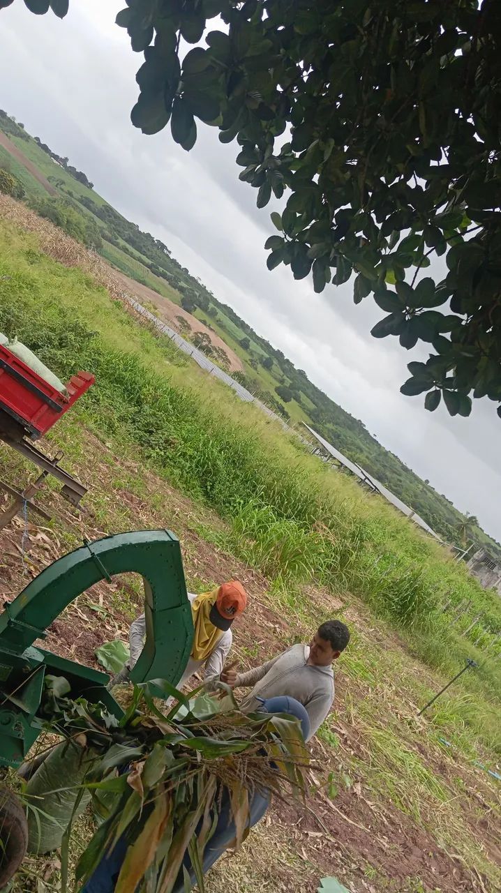 Silagem de milho 