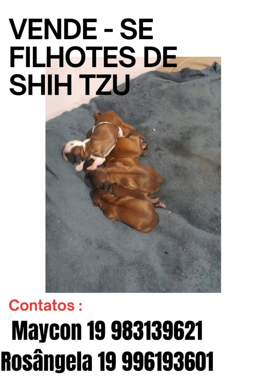 Cachorro 
