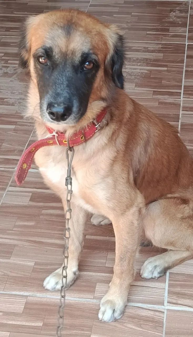 Doação de cachorro  - Foto 4