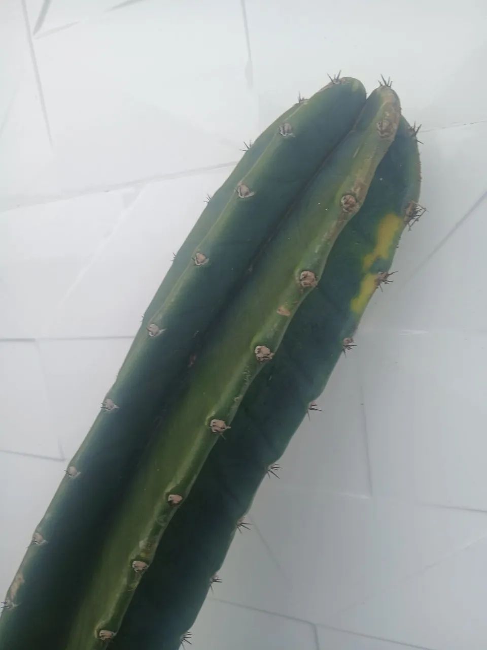 Cactos - Foto 3