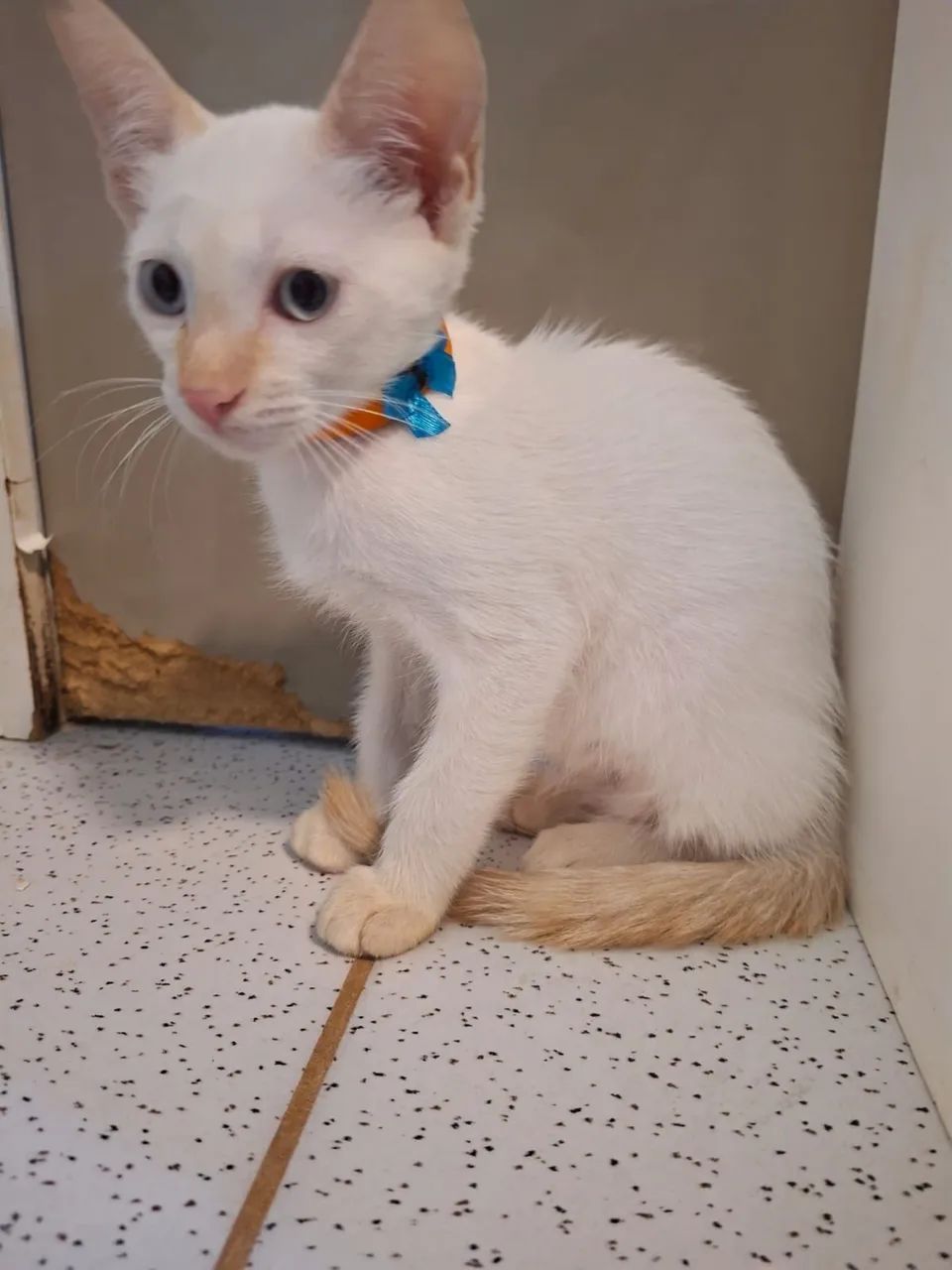 Adote o Miguel!!!! - Foto 3