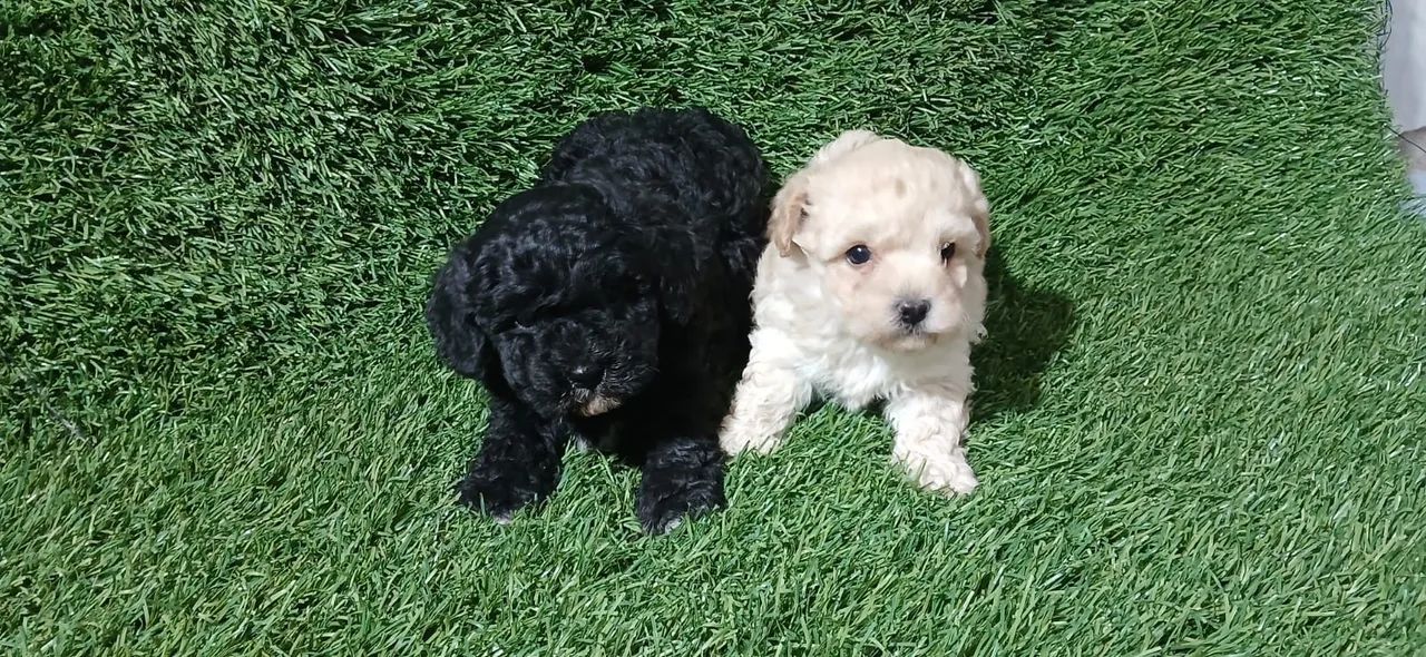 Poodle - Foto 2