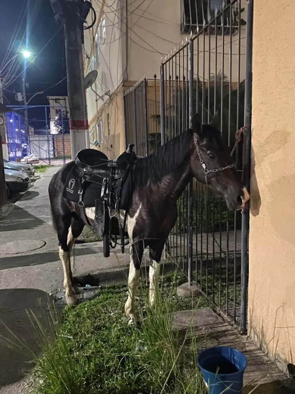 DOAÇÃO DE CAVALO - Foto 5