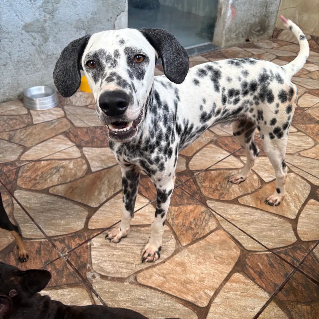 Cachorro - Foto 2