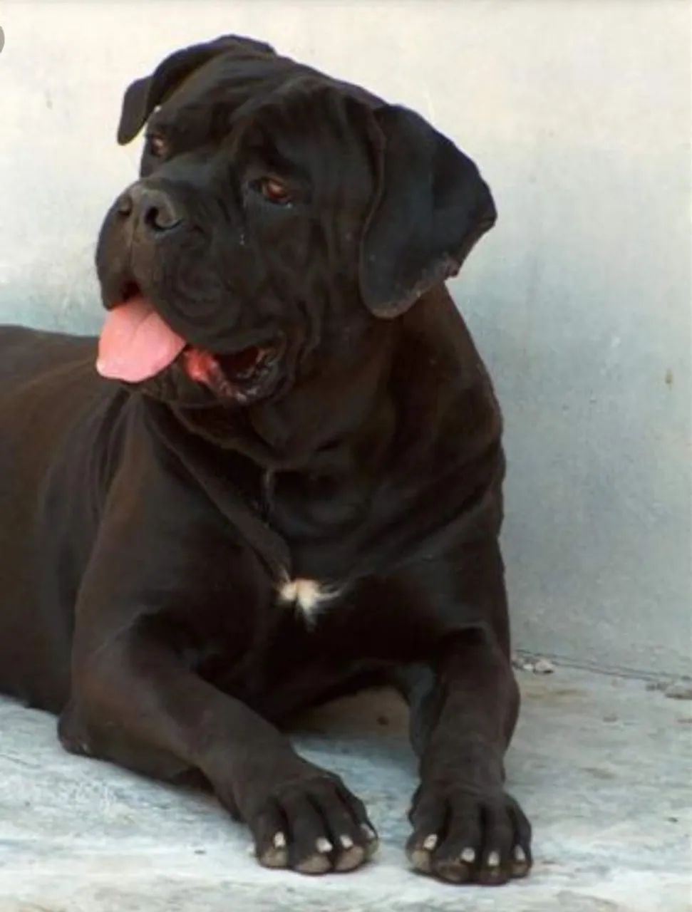 Cane corso italiano  - Foto 4