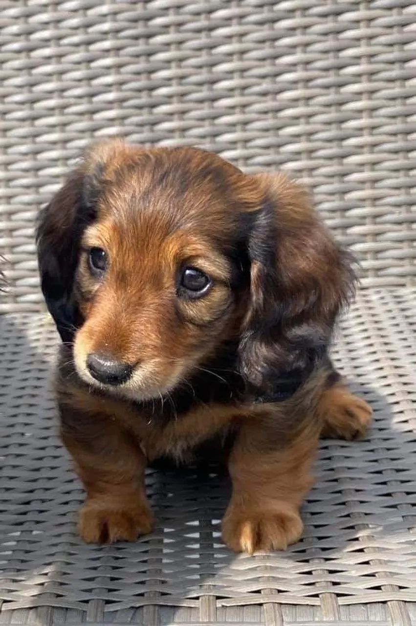 Dachshund salsichinha 