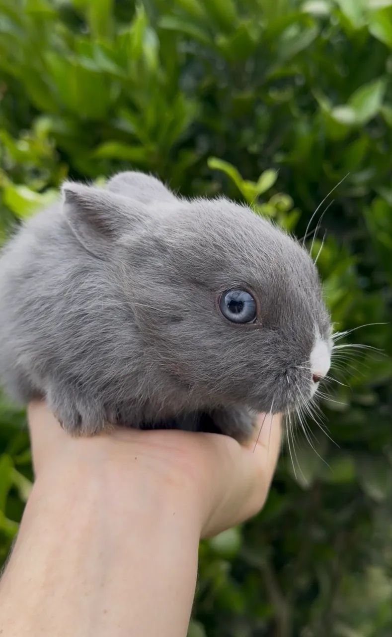 Mini coelhos  - Foto 3