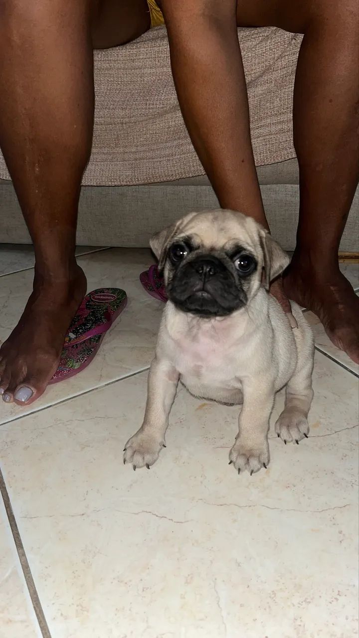 Filhote de pug macho  - Foto 2