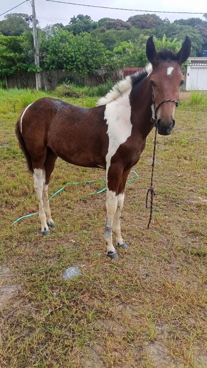 Pacote 4 em 1 - Foto 4