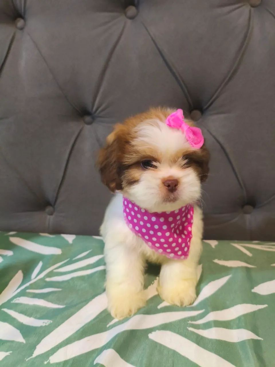 Lhasa apso 