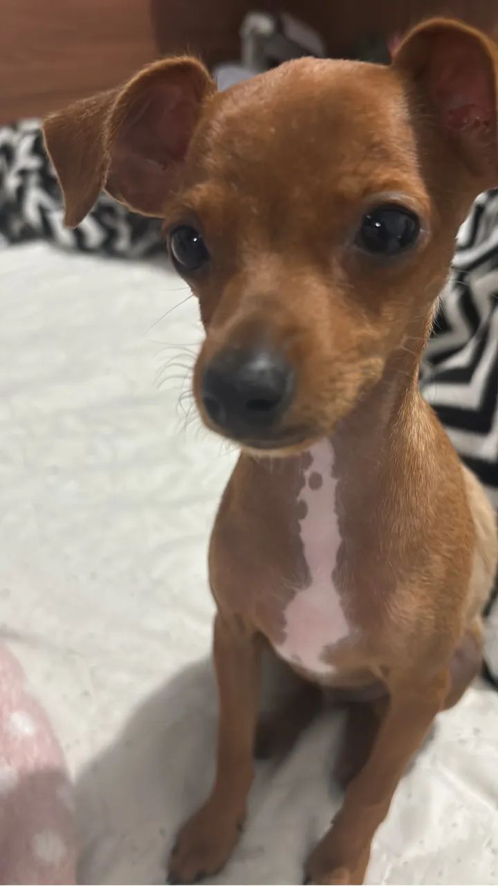 Pinscher zero  - Foto 4