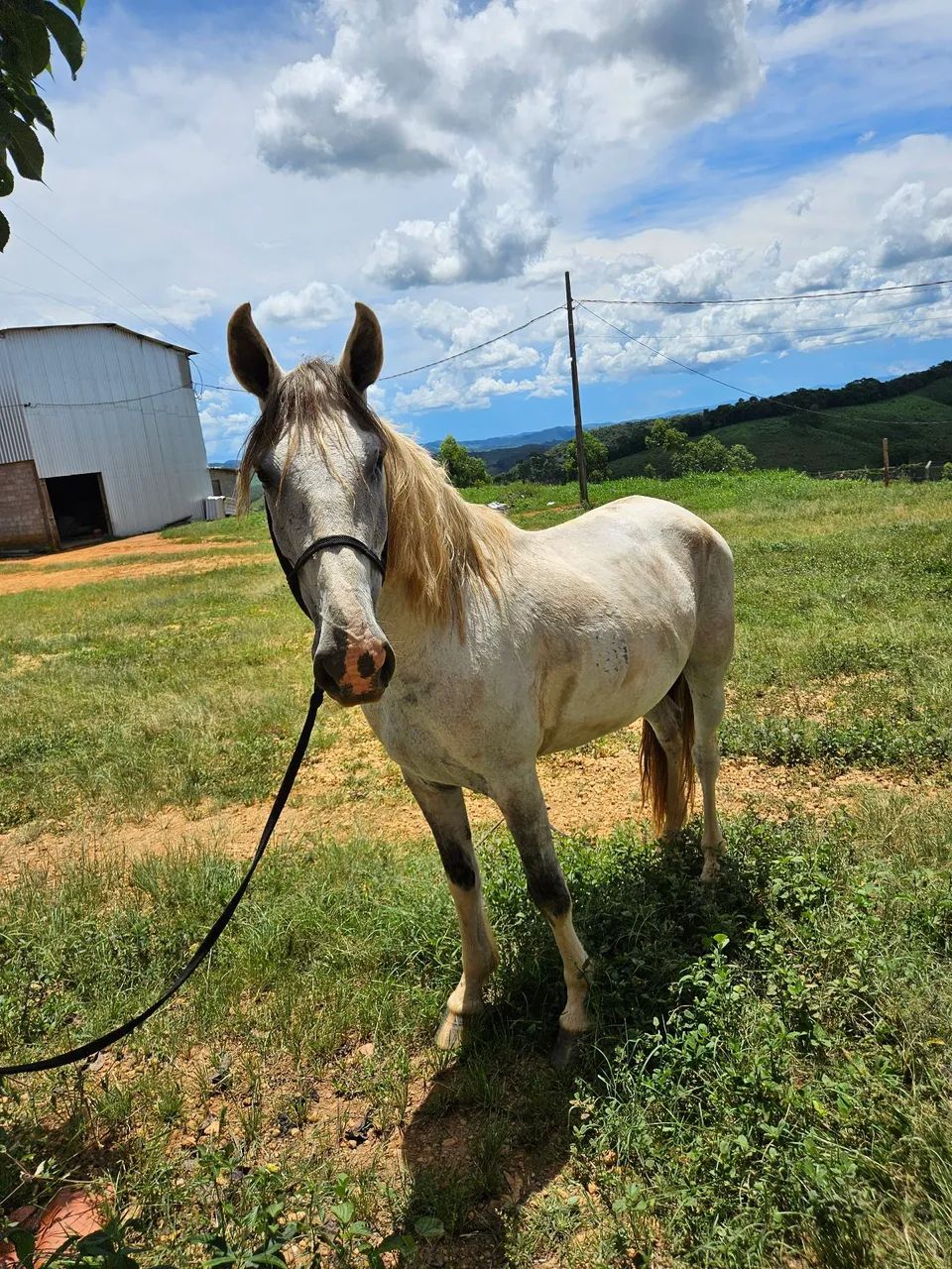 Cavalo mangolina pampa de baio - Foto 2