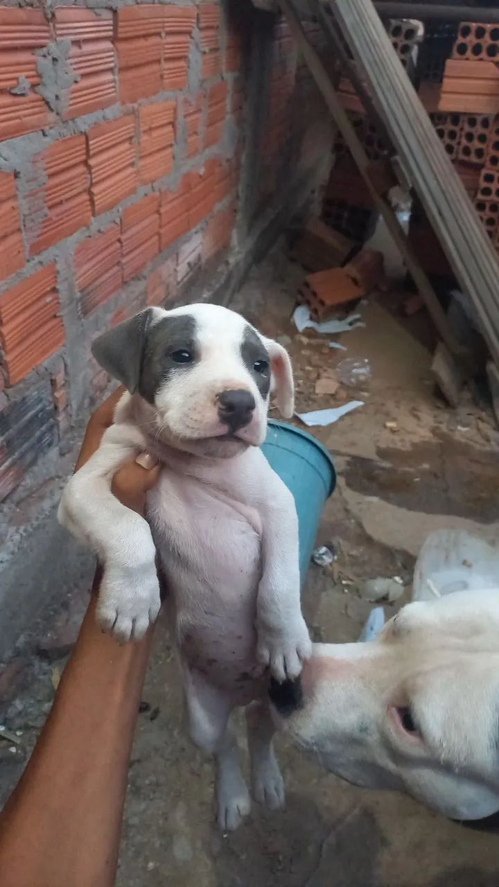 Pitbull 
