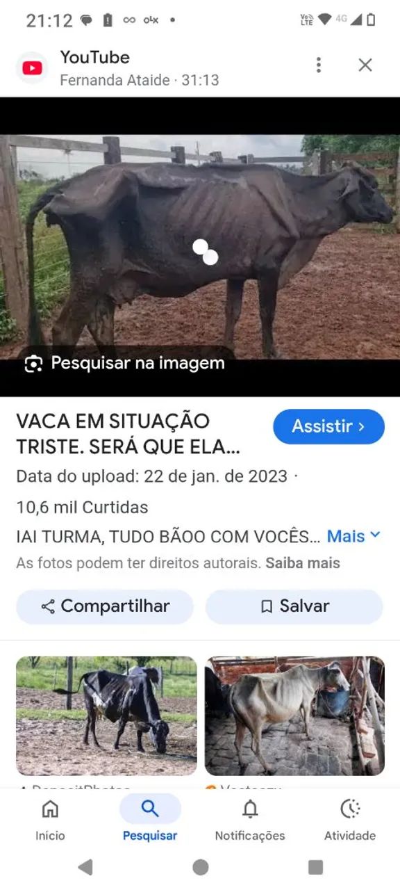 Touro garrote girolando top qualidade leiteiro itamonte mg