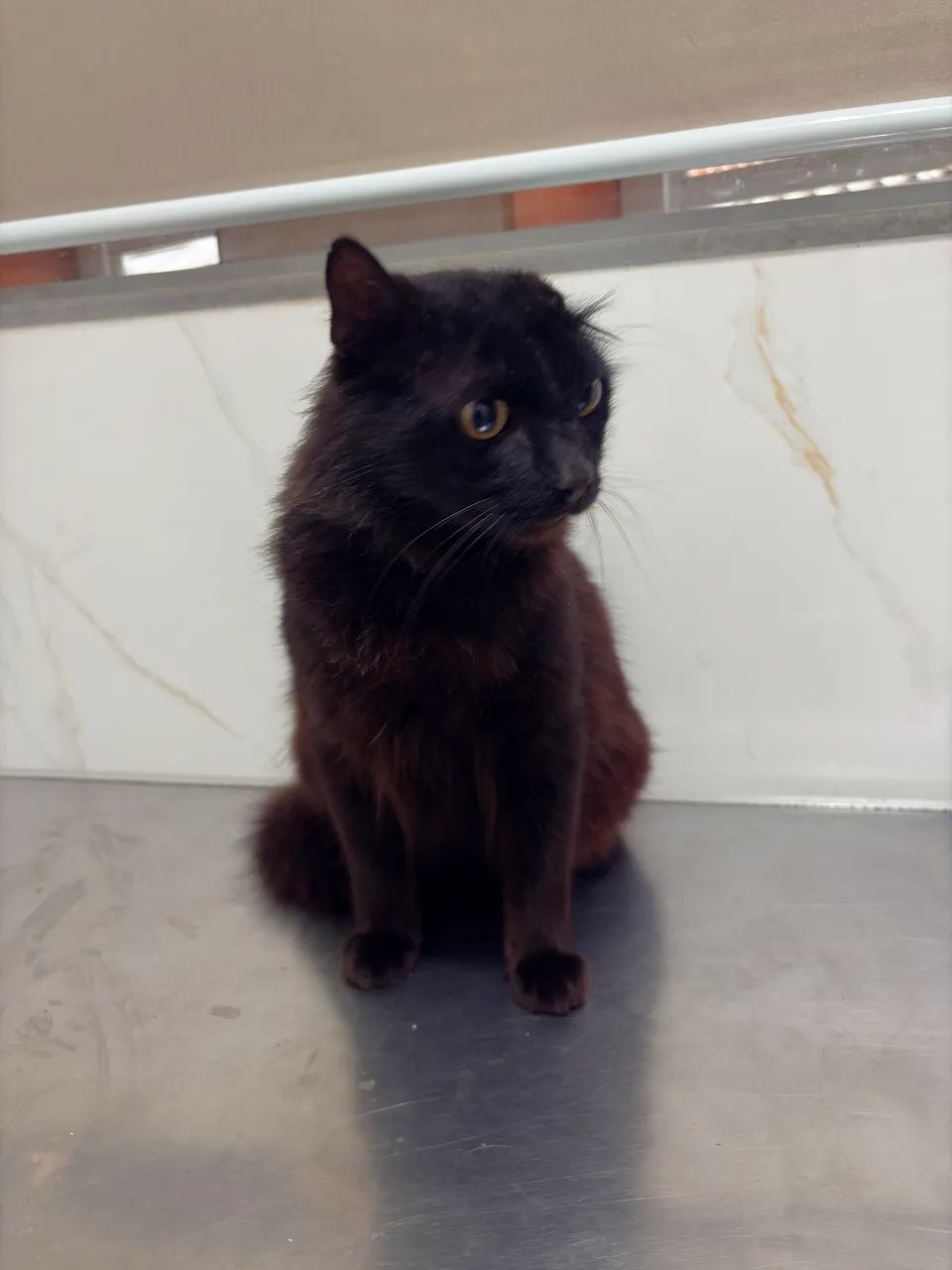 Gatinho preto 
