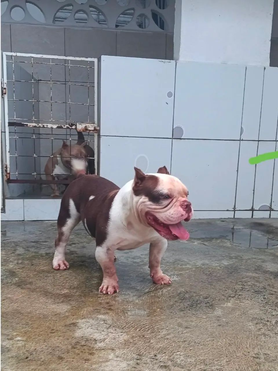 American Bully  - Foto 3