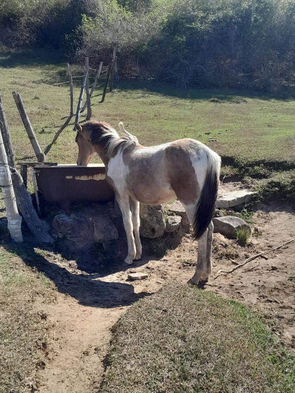Pouda filha de manga larga registrado *  - Foto 3