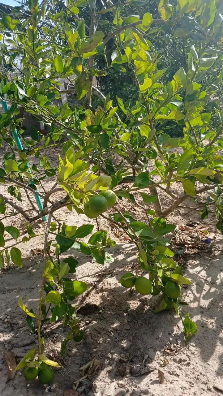 Vendo esse sítio fica na cidade de riachão do poço pb - Foto 3
