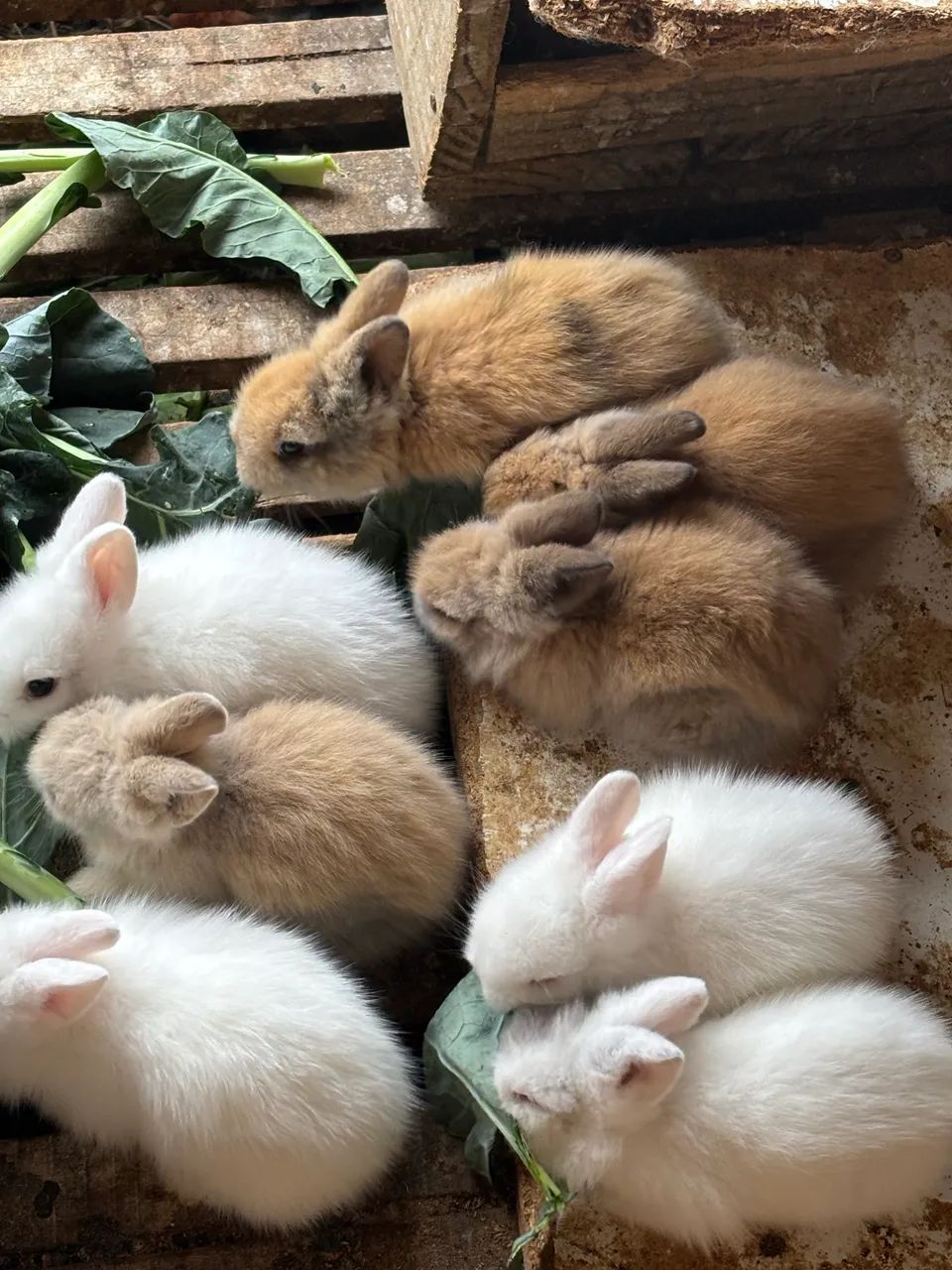 Coelho mini lion 