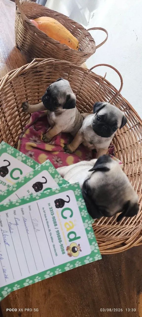 Pugs fêmeas  - Foto 3