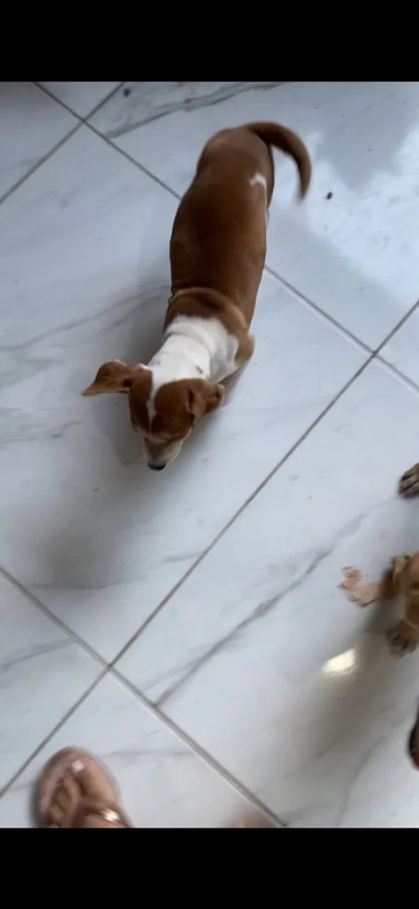 Doação Responsável  - Foto 3