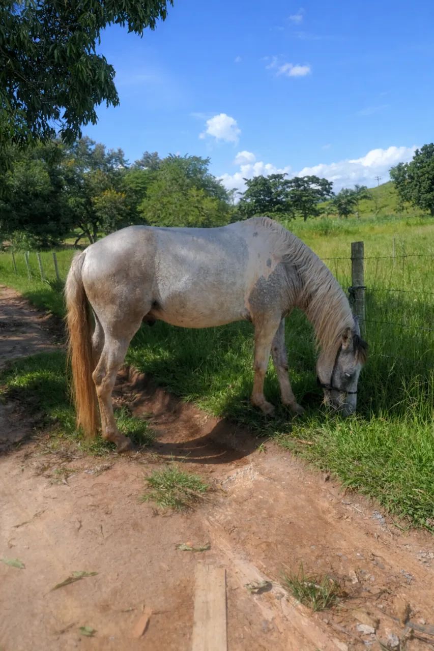 Cavalo 