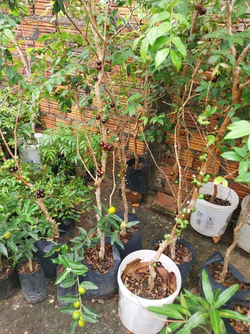 Frutíferas enxertadas  - Foto 4