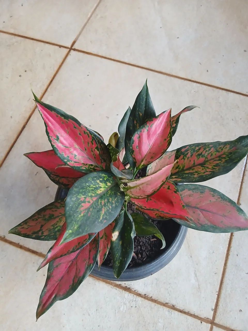 Planta  - Foto 2