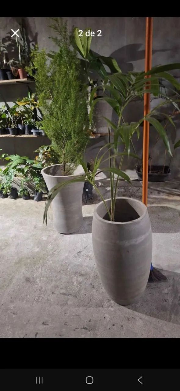 Vaso e plantas 78,00 