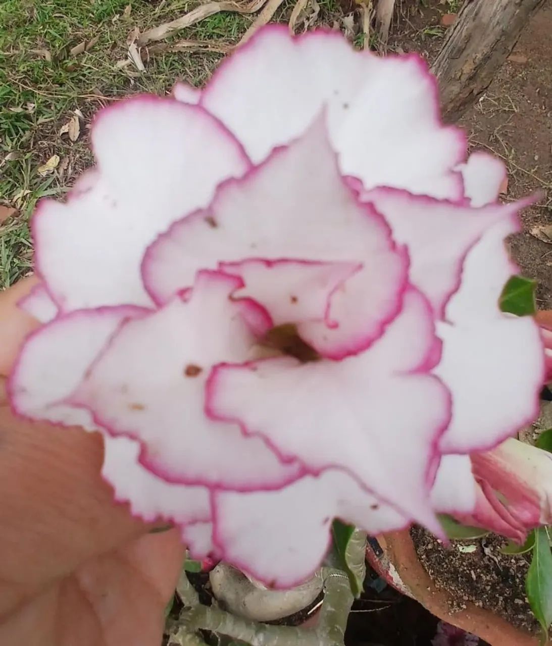 Rosas do deserto  - Foto 3