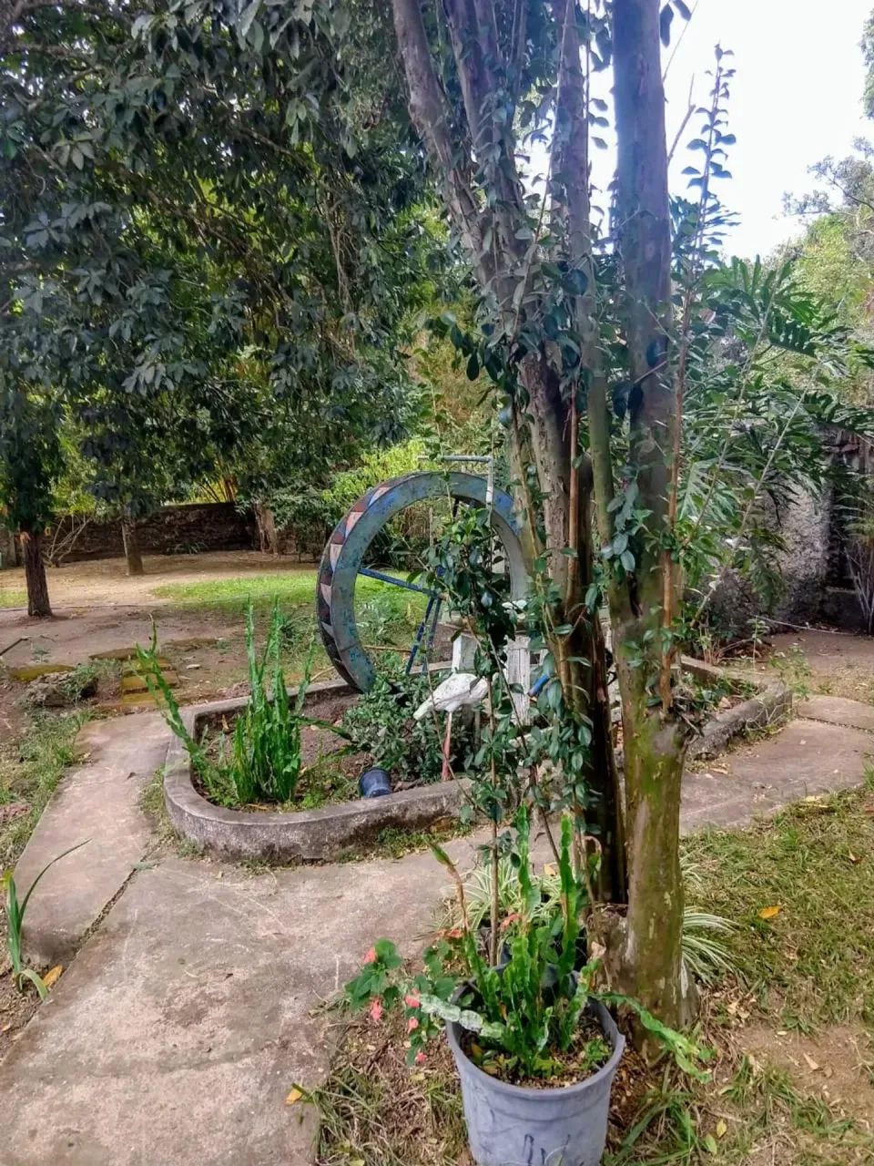 Vendo chácara de 3,7 hectares no café sem troco - Foto 3