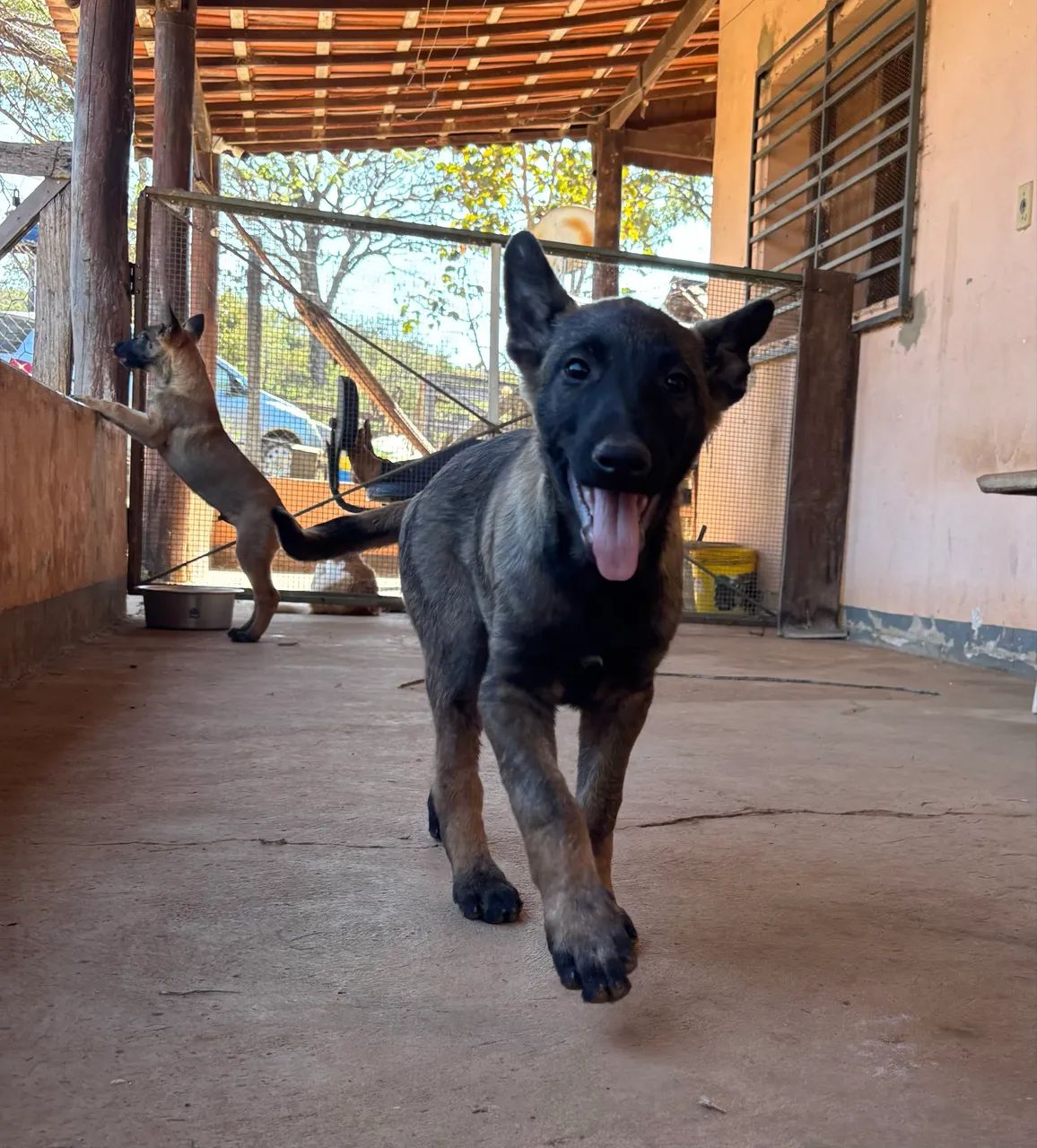 Pastor Belga Malinois  - Foto 2