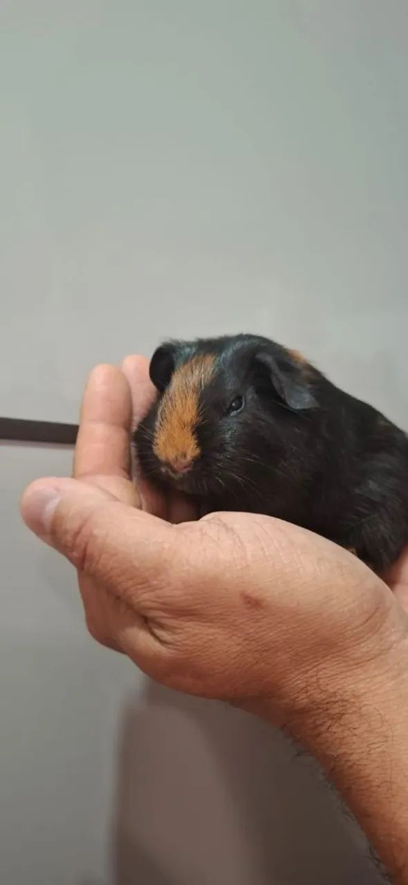 Porquinho da Índia Inglês Padrão  - Foto 3